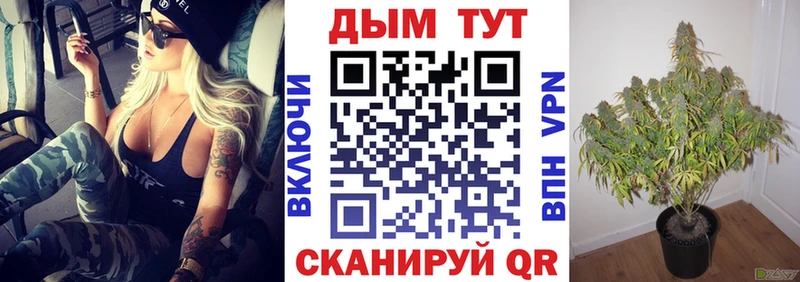 где можно купить   Кашин  Конопля сатива 